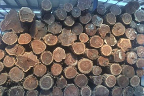 South American rosewood imported from Paraguay to Jiangmen Xinhui case