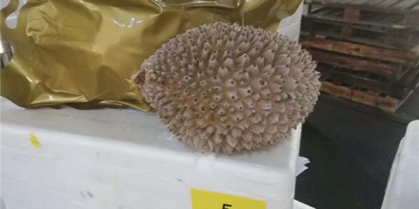 Durian import process and customs declaration requirements
